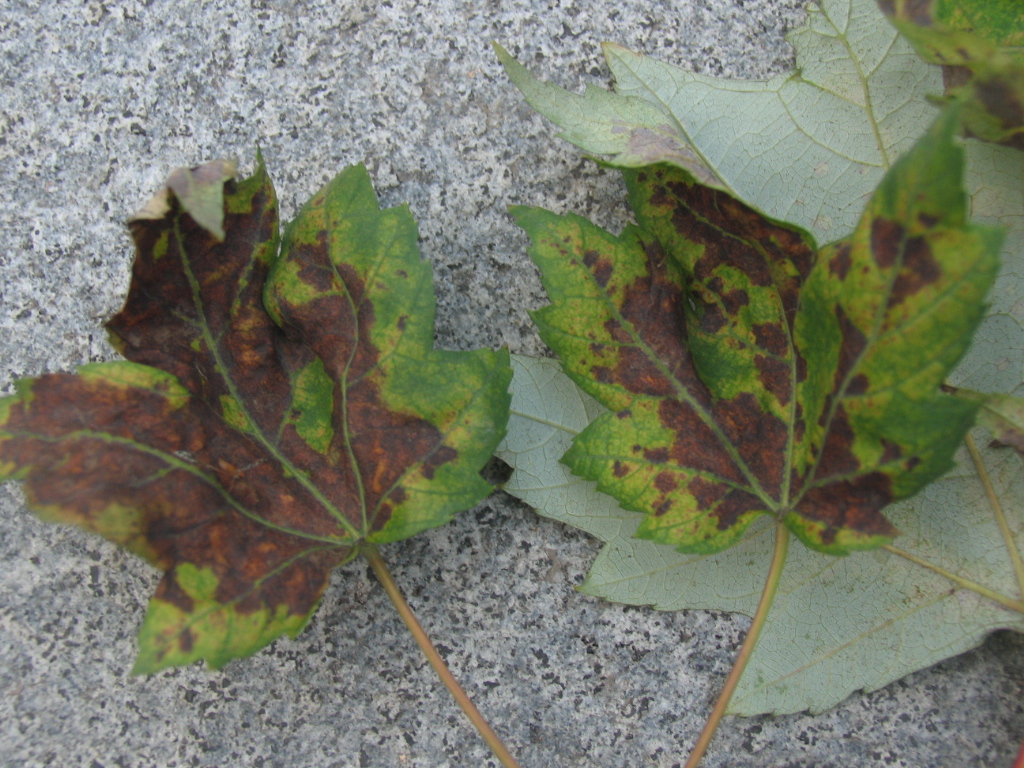 20101008152336