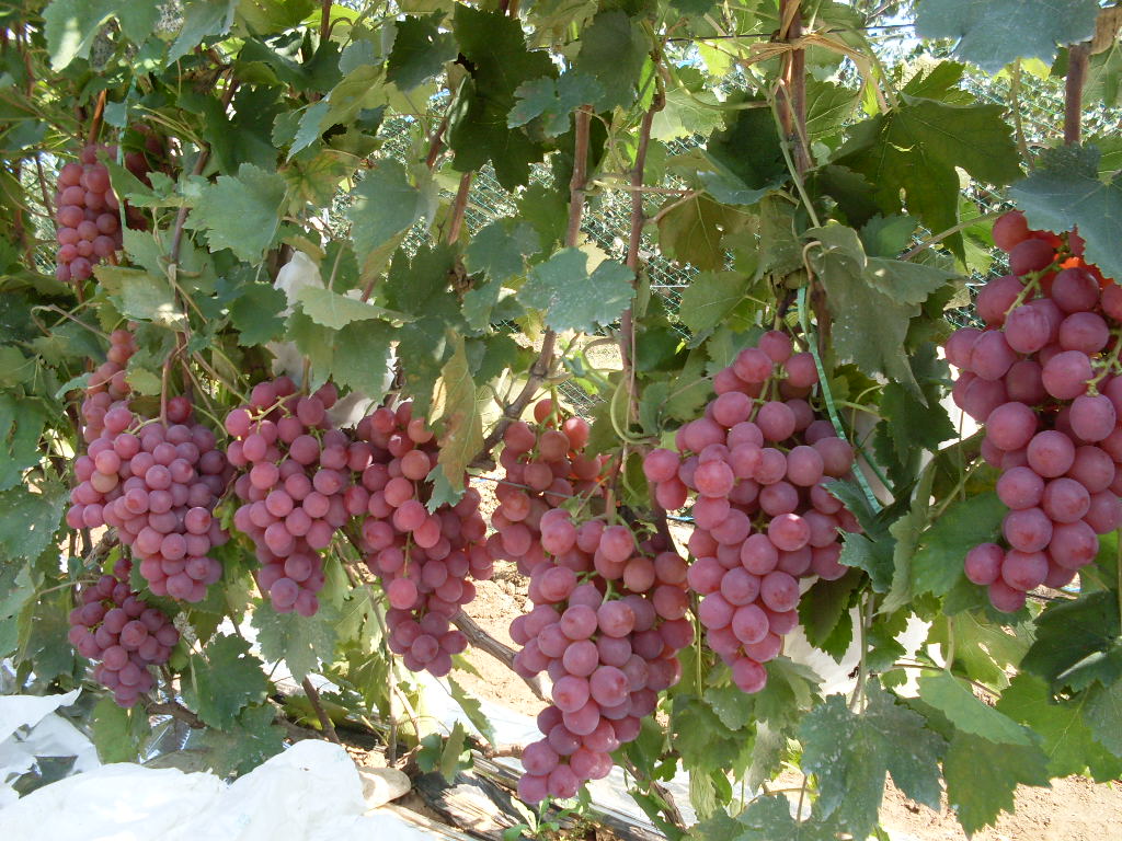 20101025110854732