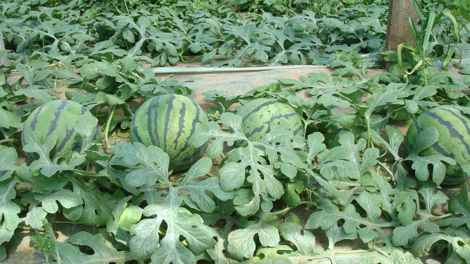 2012511546121192