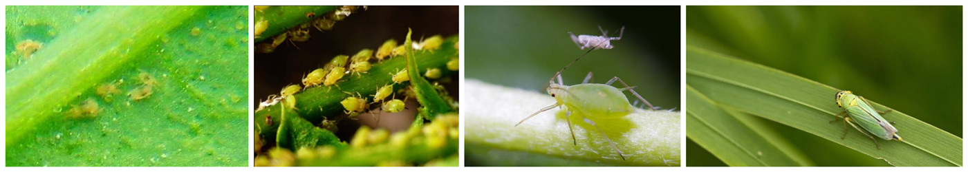 Chlorfenapyr pests
