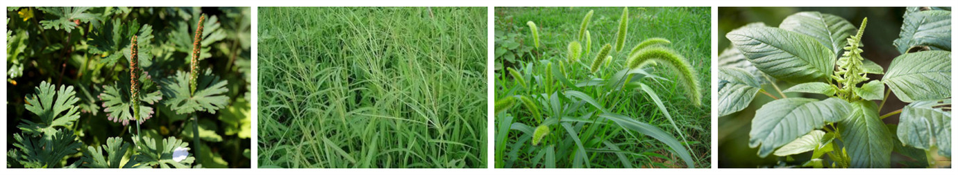 Glufosinate Ammonium weeds