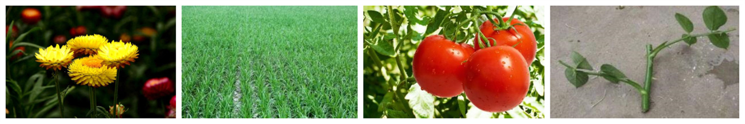 IAA crops