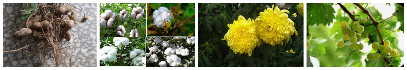 Mepiquat Chloride crops