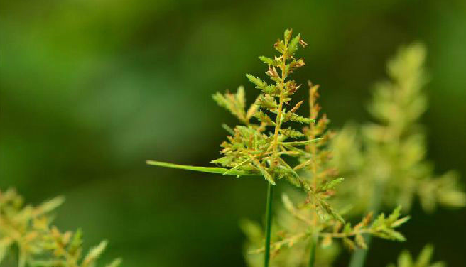 Act on these Weeds