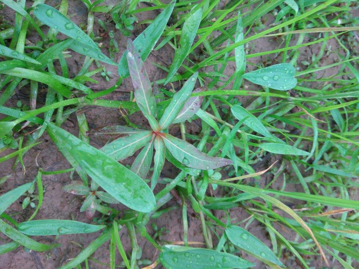 Act on these Weeds