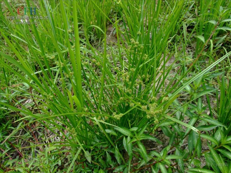 Act on these Weeds