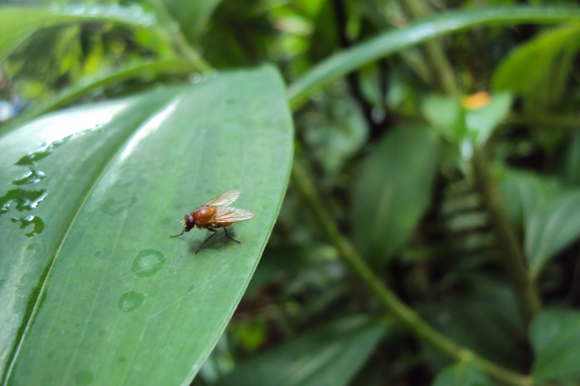 fruit-fly
