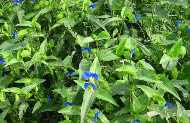 Act on these Weeds