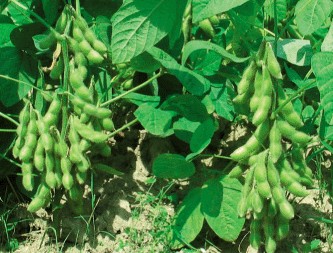 大豆4
