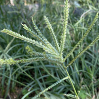 牛筋草1
