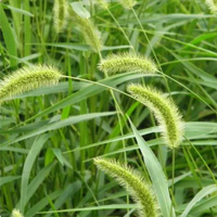 狗尾草1