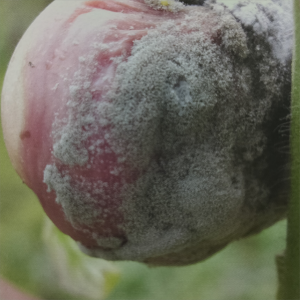 Gray mold of tomato