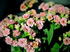 长寿花